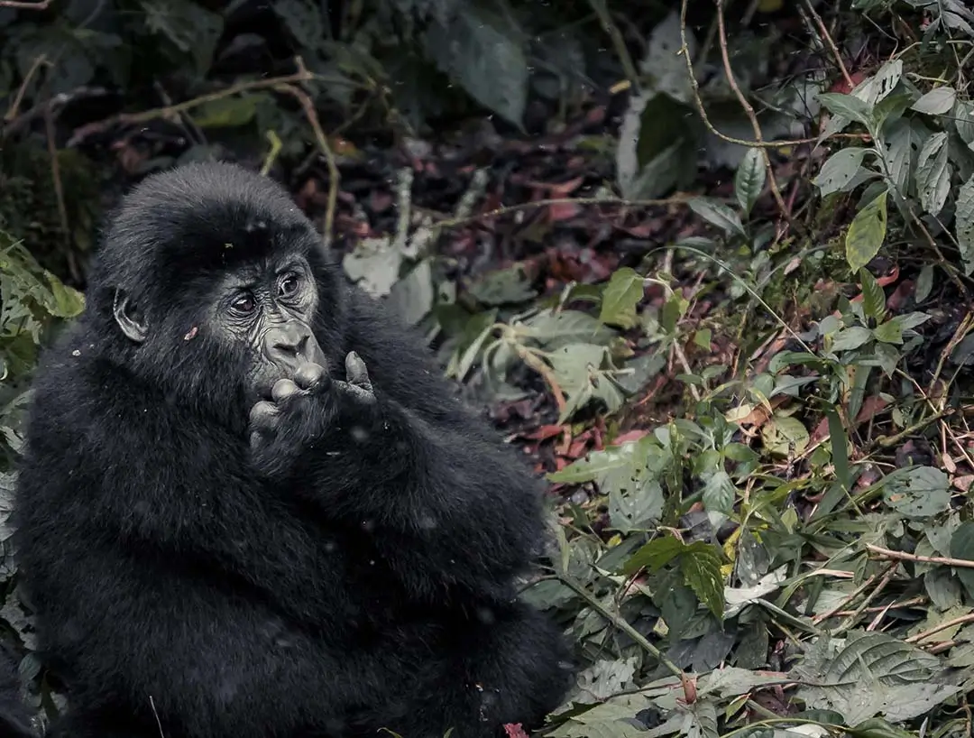 Gorilla in Uganda